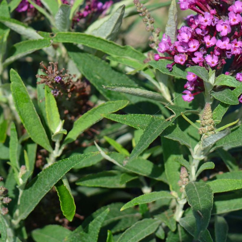 Buddleia davidii Butterfly Tower - Arbre aux papillons (Feuillage)