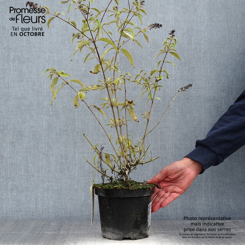 Spécimen de Buddleia davidii Harlequin - Arbre à papillons panaché Pot de 2L/3L tel que livré en automne