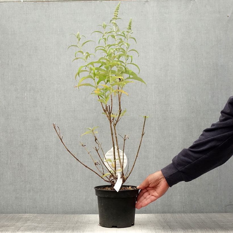 Spécimen de Buddleia davidii Marbled White - Arbre aux Papillons Pot de 2L/3L tel que livré en été