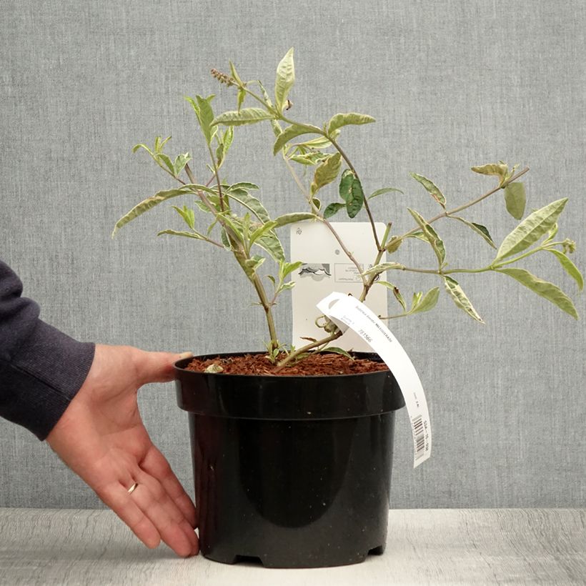 Spécimen de Buddleia davidii Masquerade - Arbre aux papillons Pot de 3L/4L tel que livré en été