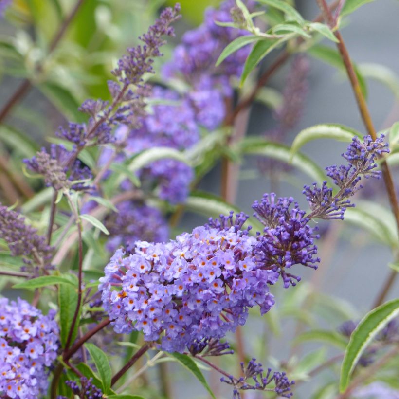 Buddleia davidii Nanho Blue  - Arbre aux papillons nain (Floraison)