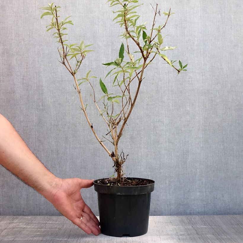 Spécimen de Buddleia davidii Nanho White - Arbre aux papillons nain Pot de 2L/3L tel que livré en été