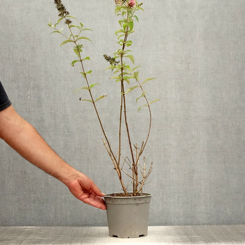 Spécimen de Buddleia davidii Pink Panther - Arbre aux papillons Pot de 2L/3L tel que livré en été