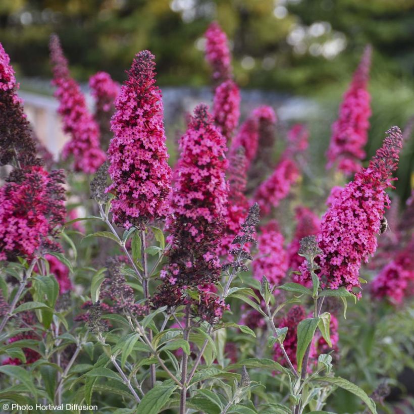 Buddleia davidii Prince Charming - Arbre aux papillons (Floraison)