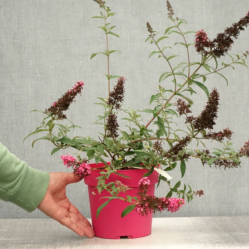 Spécimen de Buddleia davidii Prince Charming - Arbre aux papillons Pot de 2L/3L tel que livré en été