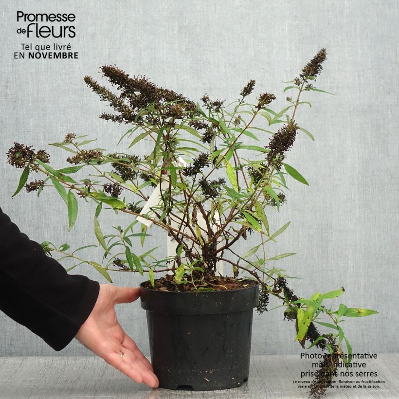 Spécimen de Buddleia davidii Purple Emperor - Arbre aux papillons Pot de 2L/3L tel que livré en automne