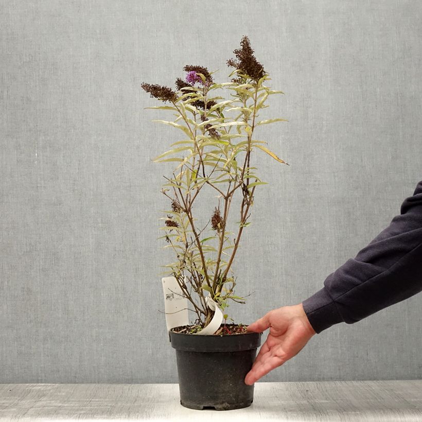 Spécimen de Buddleia davidii Purple Emperor - Arbre aux papillons Pot de 2L/3L tel que livré en été