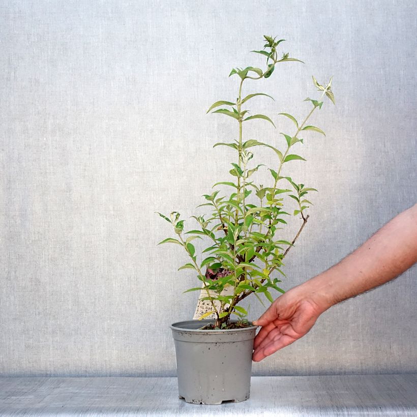 Spécimen de Buddleia davidii Rêve de Papillon Pink - Arbre aux papillons Pot de 2L/3L tel que livré en été