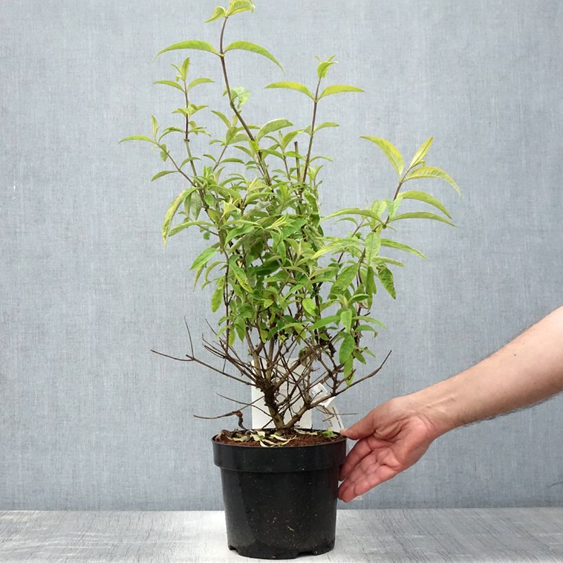 Spécimen de Buddleia davidii Santana - Arbre à papillons panaché Pot de 2L/3L tel que livré en été