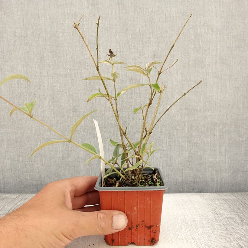 Spécimen de Buddleia davidii Sophie - Arbre à papillons Godet de 8/9 cm tel que livré en été