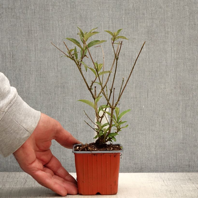 Spécimen de Buddleia davidii Sophie - Arbre à papillons - Godet de 8/9 cm tel que livré au printemps