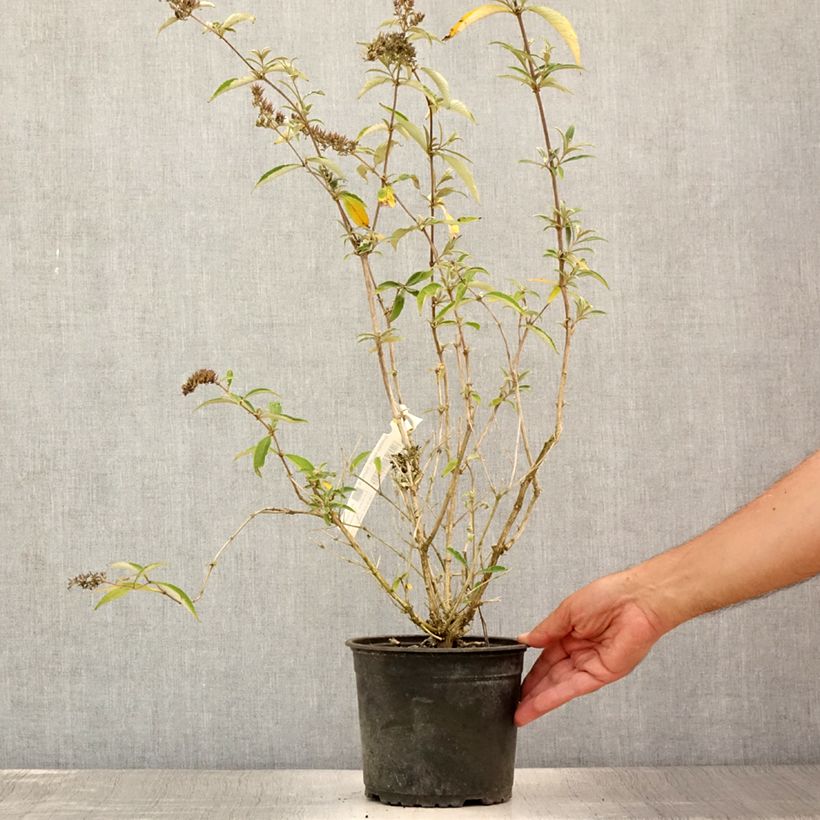 Spécimen de Buddleia davidii Sophie - Arbre à papillons Pot de 2L/3L tel que livré en été