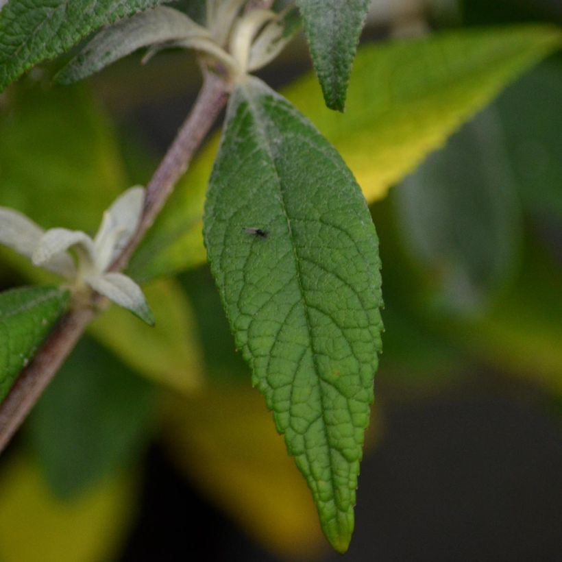 Buddleia davidii Summer Beauty (Feuillage)