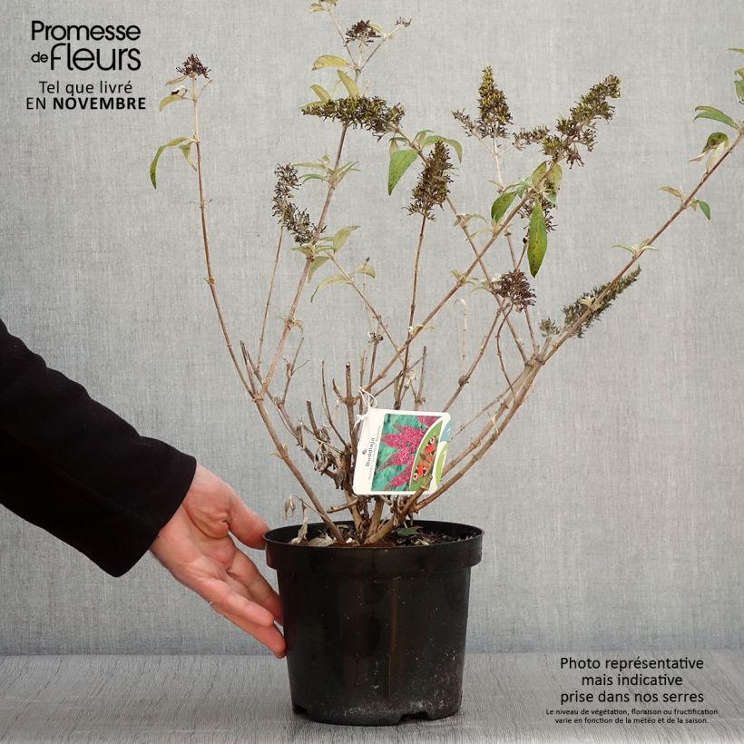Spécimen de Buddleia davidii Summer Beauty Pot de 2L/3L tel que livré en automne