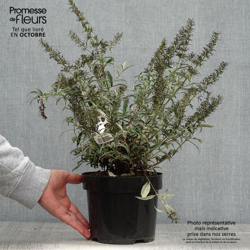 Spécimen de Buddleia davidii White Ball Pot de 3L/4L tel que livré en automne