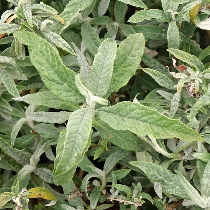 Buddleia davidii White Ball (Feuillage)