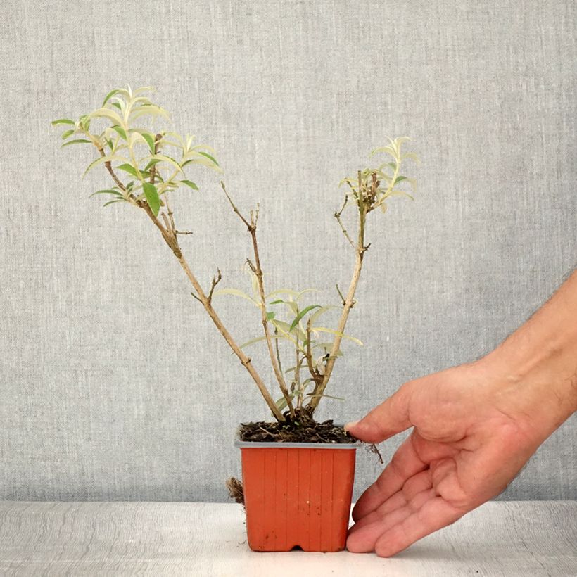 Spécimen de Buddleia davidii White Profusion - Arbre aux papillons Godet de 8/9 cm tel que livré en été
