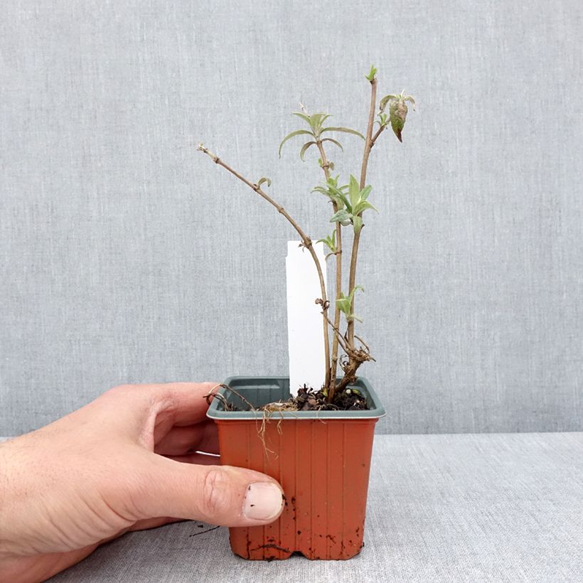 Spécimen de Buddleia davidii White Profusion - Arbre aux papillons - Godet de 8/9 cm tel que livré au printemps