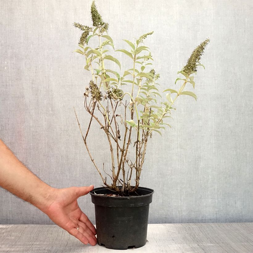 Spécimen de Buddleia davidii White Profusion - Arbre aux papillons Pot de 3L/4L tel que livré en été