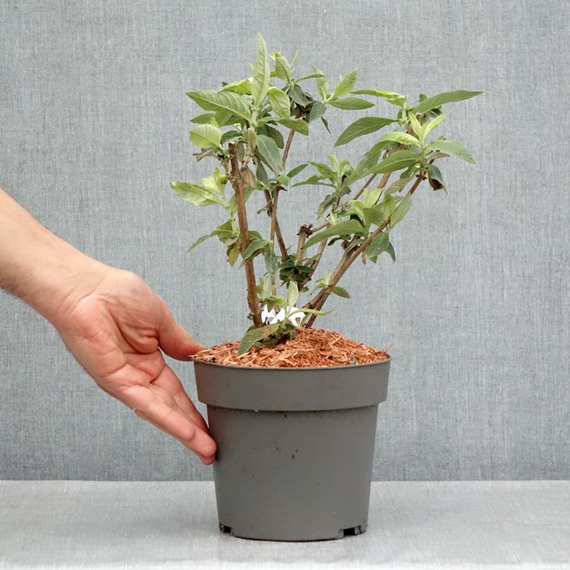 Spécimen de Buddleia Flower Power (Bicolor) - Arbre aux papillons - Pot de 2L/3L tel que livré au printemps