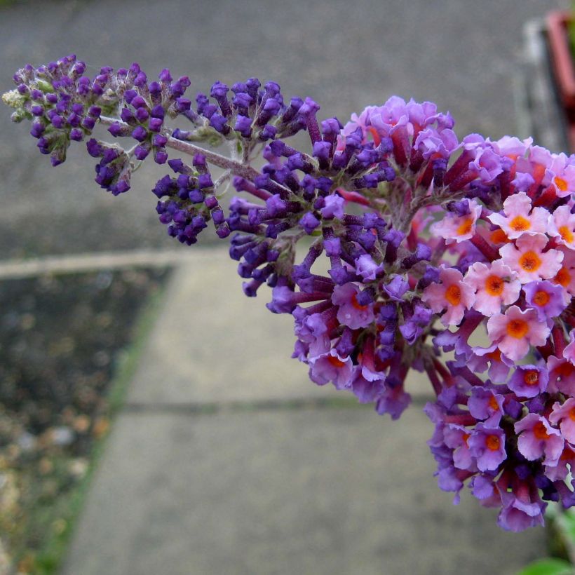 Buddleia Flower Power (Bicolor) - Arbre aux papillons (Floraison)
