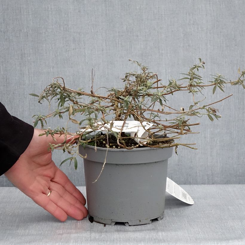 Spécimen de Buddleia Free Petite Lavender Flow - Arbre aux papillons Pot de 2L/3L tel que livré en hiver