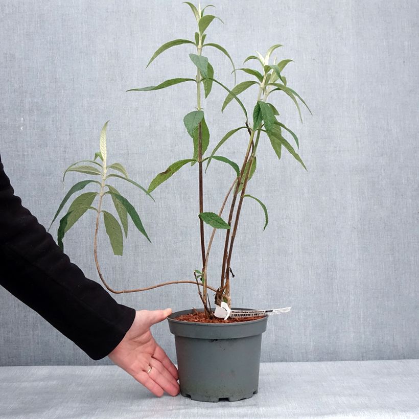 Spécimen de Buddleia globosa - Arbre à papillon à fleurs en boules - Pot de 3L/4L tel que livré en hiver