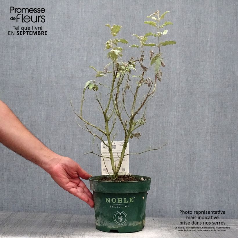Spécimen de Buddleia glomerata Silver Service - Arbre aux papillons  tel que livré en automne