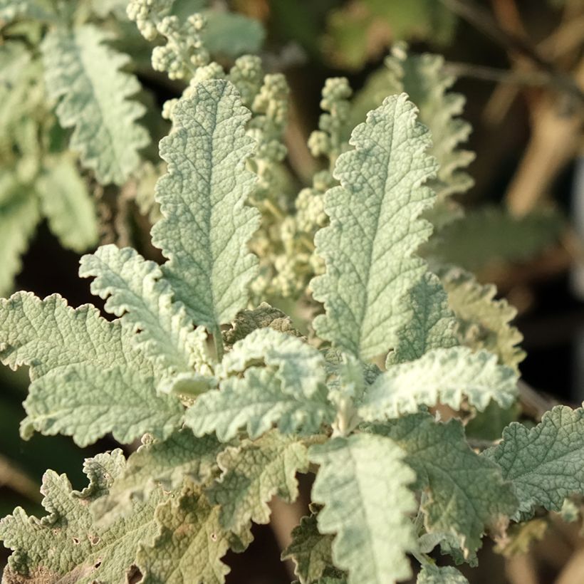 Buddleia glomerata Silver Service - Arbre aux papillons (Feuillage)