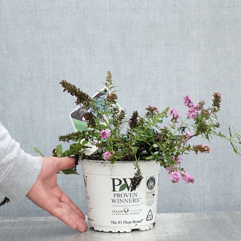 Spécimen de Buddleia Lilac Chip - Arbre aux papillons nain Pot de 2L/3L tel que livré en été