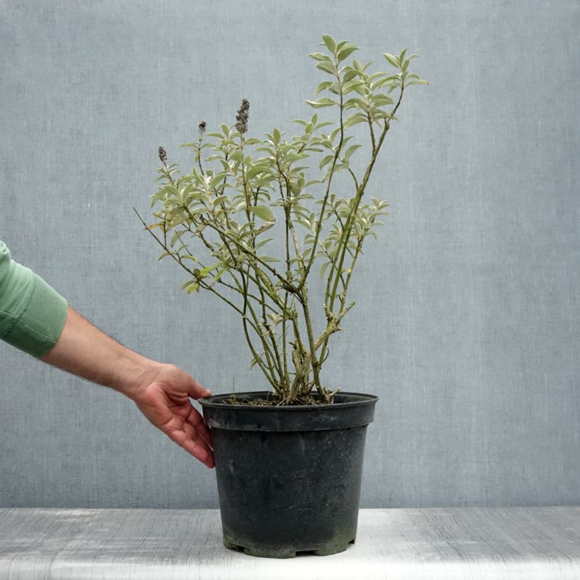 Spécimen de Buddleia Lochinch - Arbre aux papillons Pot de 7,5L/10L tel que livré en été