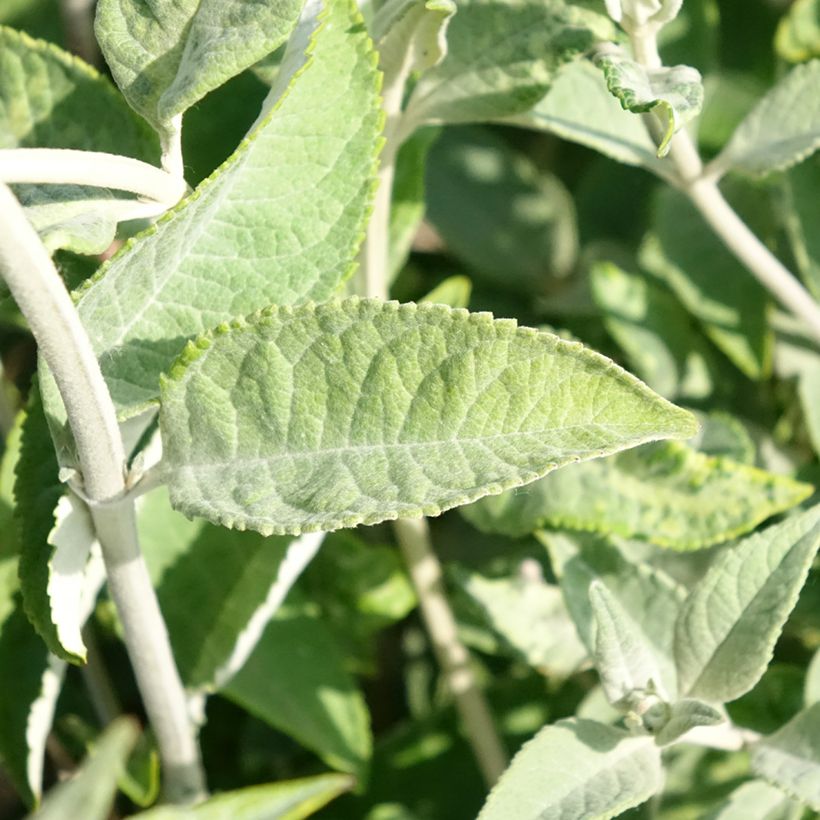 Buddleia Lochinch - Arbre aux papillons (Feuillage)
