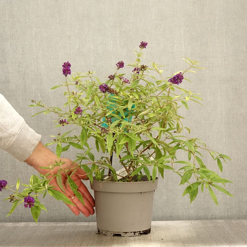 Spécimen de Buddleia Magda's Gold Knight - Arbre aux papillons Pot de 3L/4L tel que livré en automne