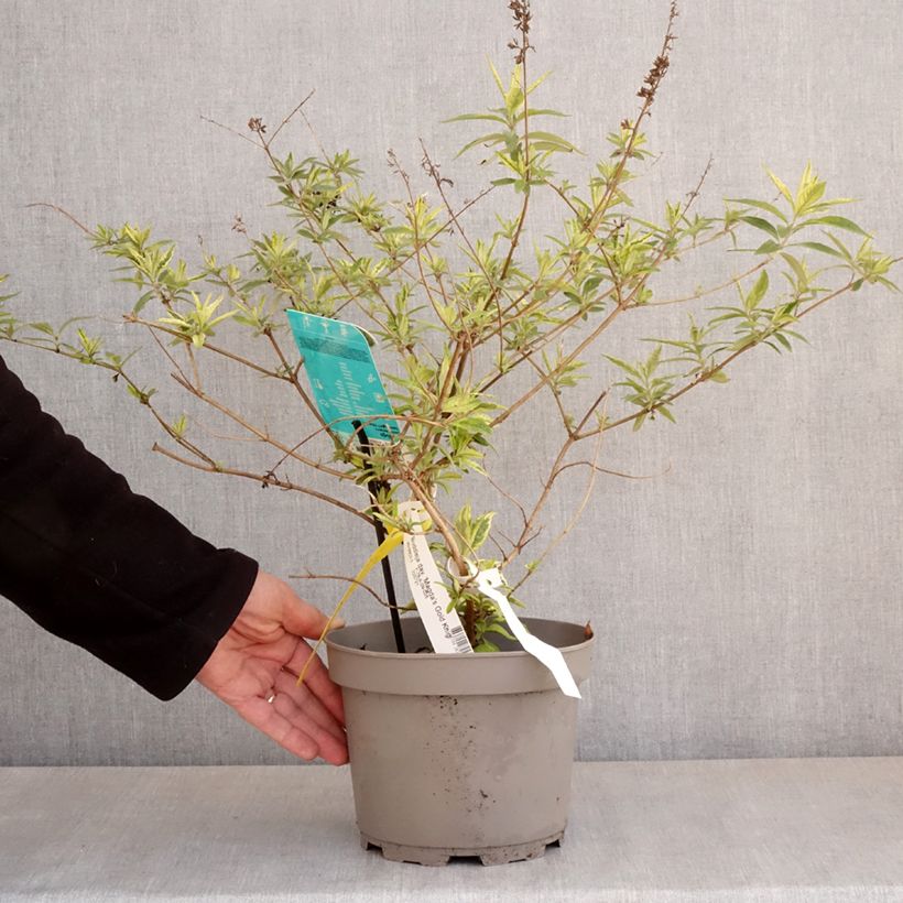 Spécimen de Buddleia Magda's Gold Knight - Arbre aux papillons - Pot de 3L/4L tel que livré au printemps