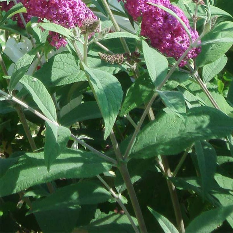 Buddleia Miss Ruby - Buddleia nain (Feuillage)