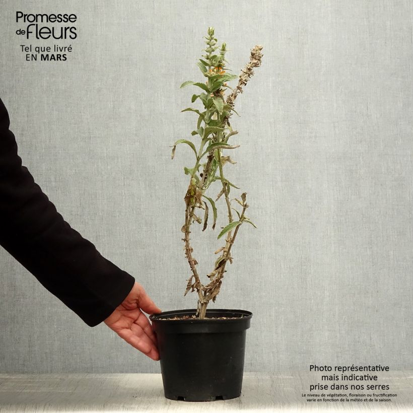 Spécimen de Buddleia Orange Sceptre - Arbre aux papillons - Pot de 3L/4L tel que livré au printemps