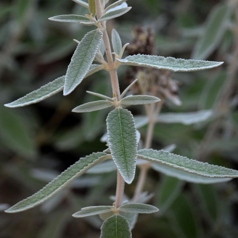 Buddleia Silver Anniversary - Arbre aux papillons (Feuillage)