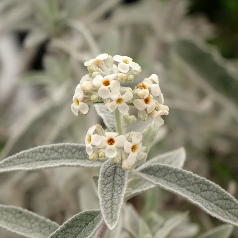 Buddleia Silver Anniversary - Arbre aux papillons (Floraison)
