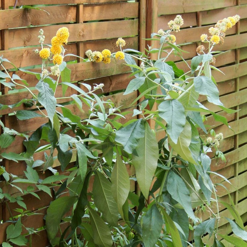 Buddleia weyeriana Sungold - Arbre aux papillons (Port)