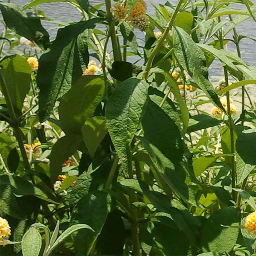 Buddleia weyeriana Sungold - Arbre aux papillons (Feuillage)