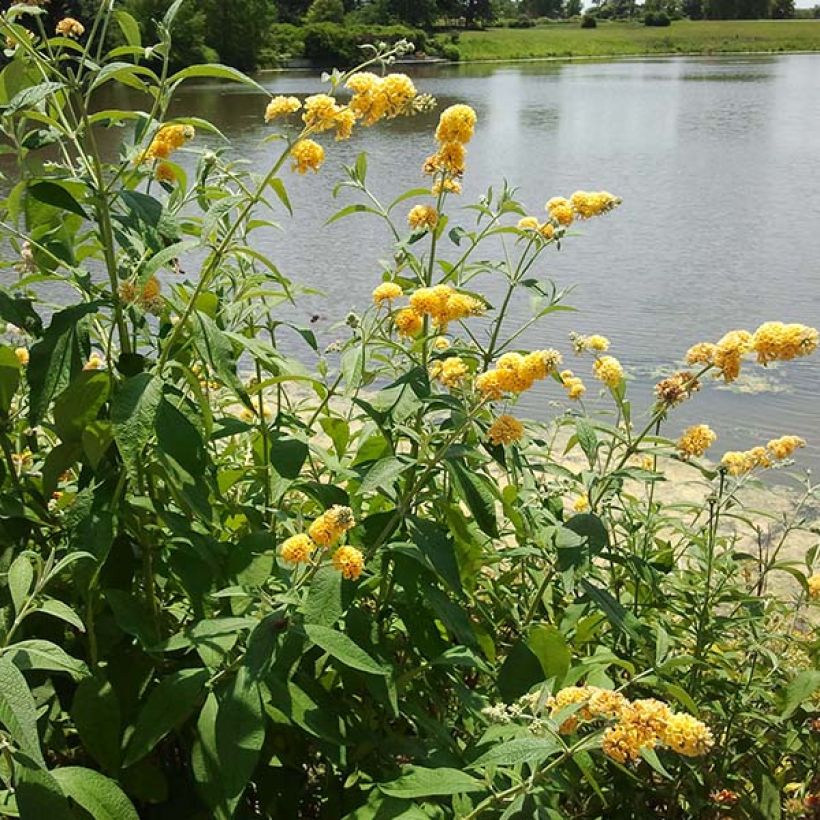 Buddleia weyeriana Sungold - Arbre aux papillons (Floraison)