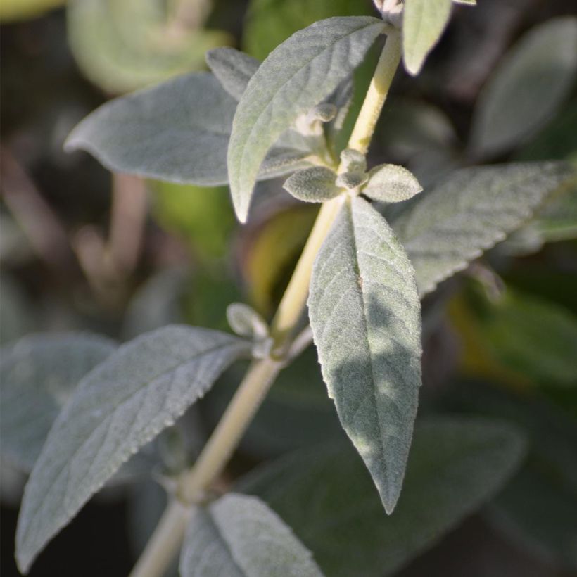 Buddleia White Chip  - Arbre aux papillons nain (Feuillage)