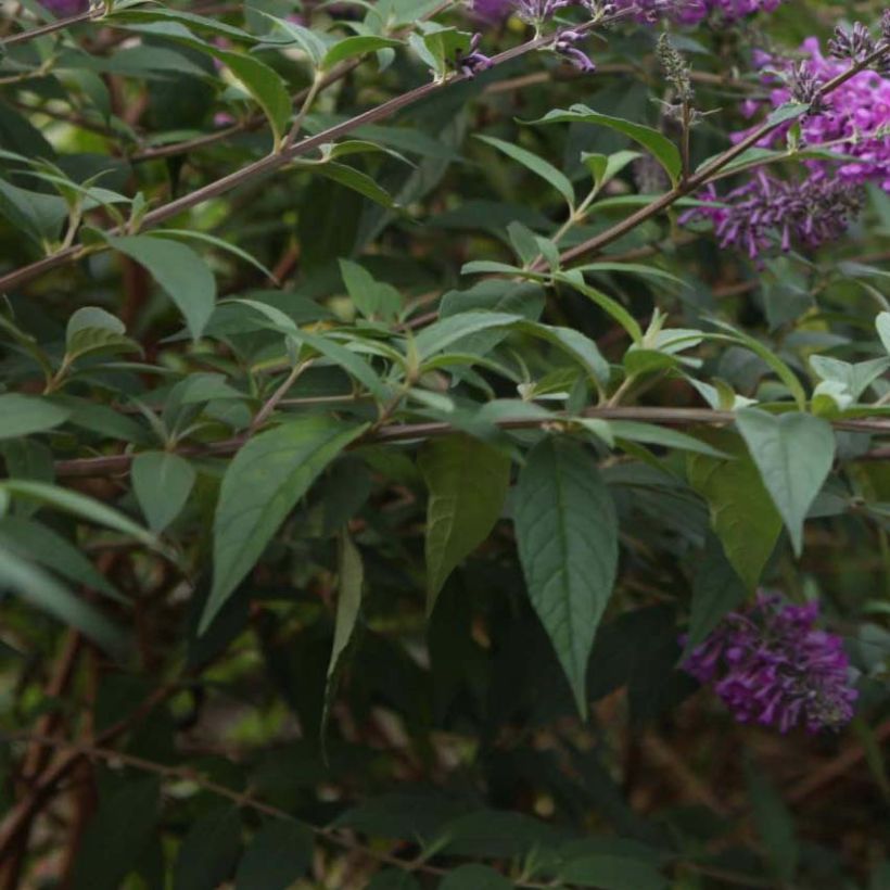 Buddleja davidii Argus Velvet (Feuillage)