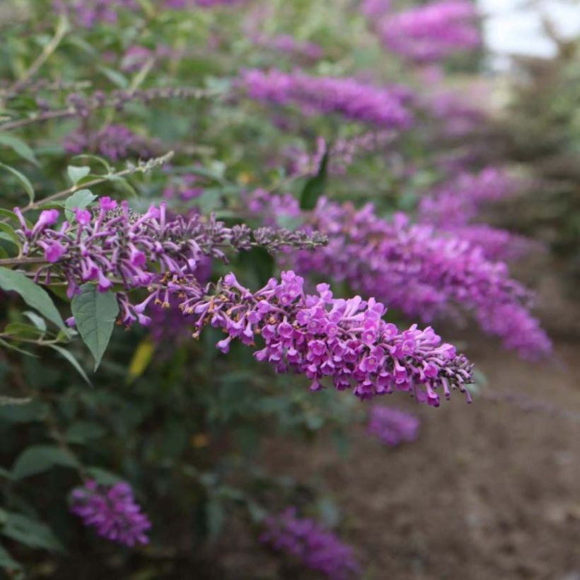 Buddleja davidii Argus Velvet (Floraison)