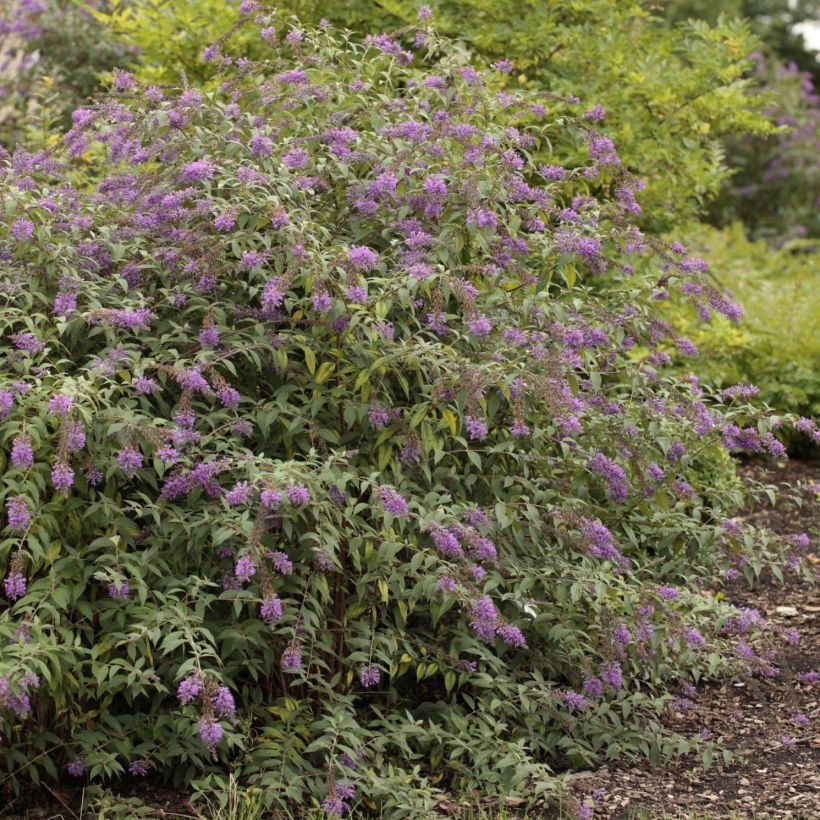 Buddleja davidii Argus Velvet (Port)