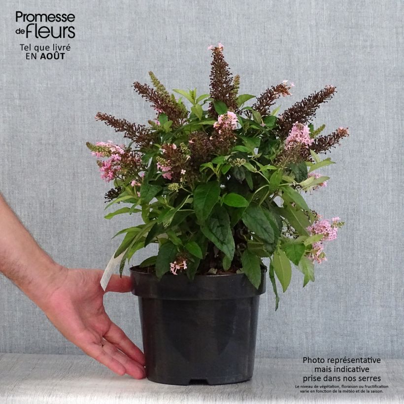 Spécimen de Buddleja davidii Butterfly Candy Little Pink - Arbre aux papillons nain Pot de 3L/4L tel que livré en été