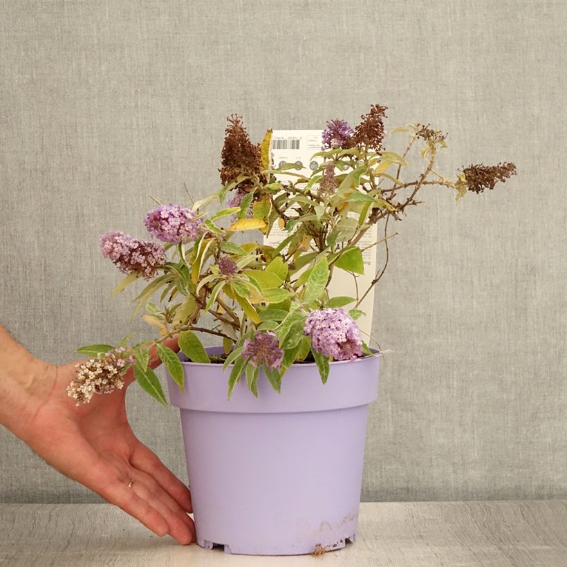 Spécimen de Buddleja davidii Butterfly Candy Lila Sweetheart - Arbre aux papillons nain Pot de 3L/4L tel que livré en été