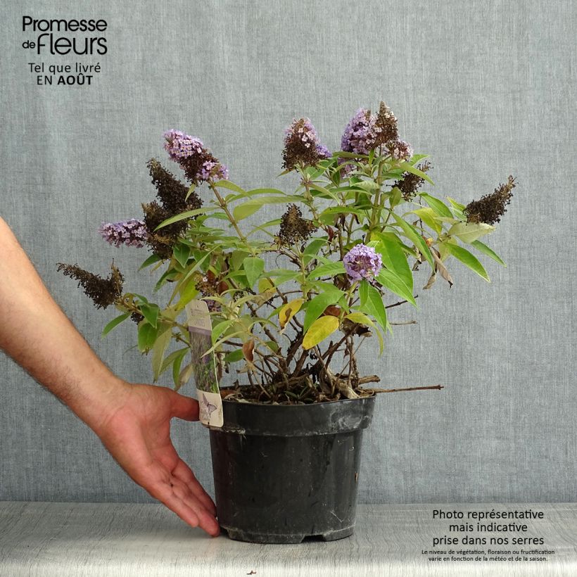 Spécimen de Buddleja davidii Butterfly Candy Little Lila - Arbre aux papillons nain Pot de 3L/4L tel que livré en été