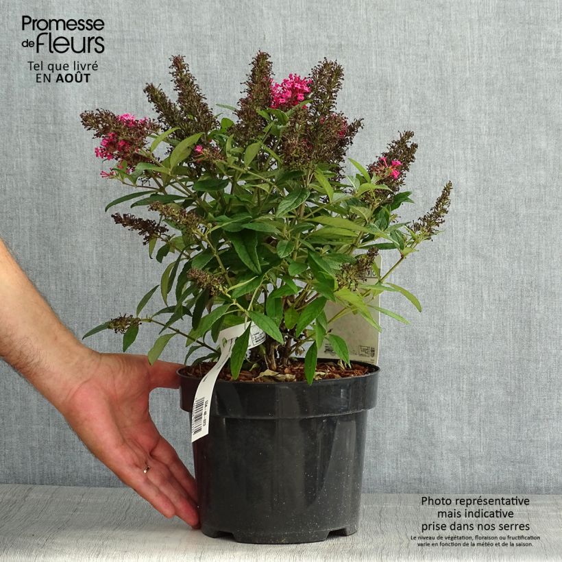 Spécimen de Buddleja davidii Butterfly Candy Little Ruby - Arbre aux papillons nain Pot de 3L/4L tel que livré en été