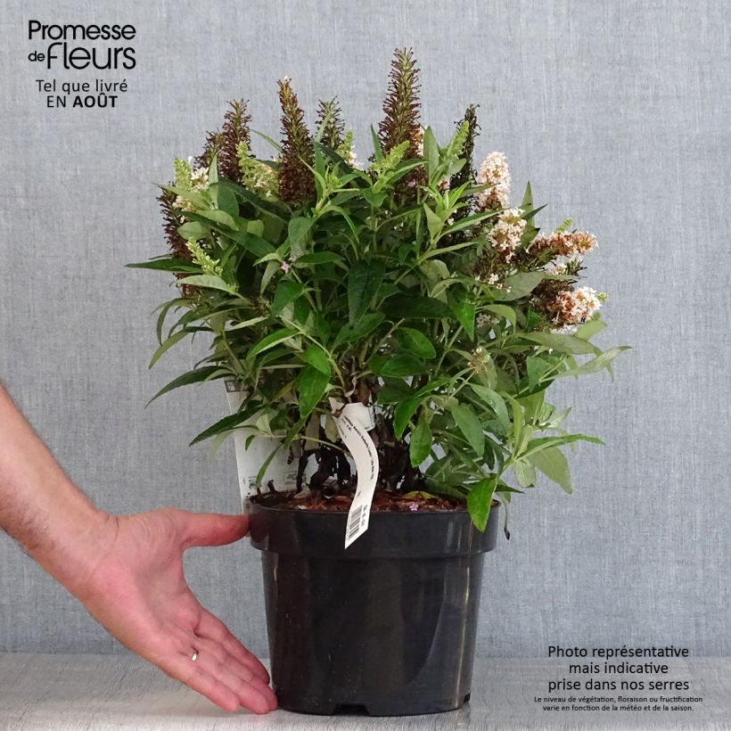 Spécimen de Buddleja davidii Butterfly Candy Little White - Arbre aux papillons nain Pot de 3L/4L tel que livré en été